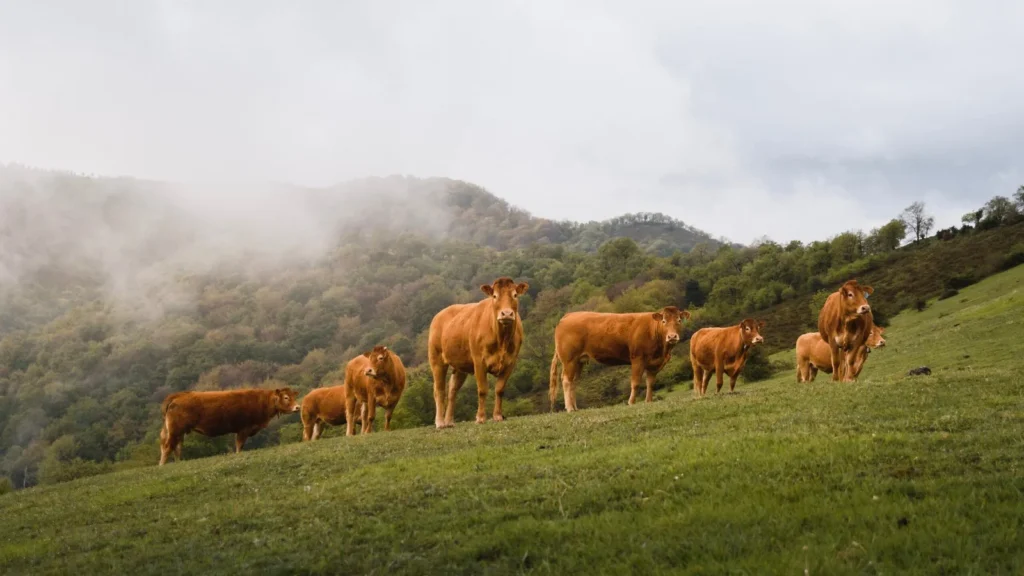 Rebaño de Rubia Gallega pastando en la ganadería FLAGAL, A Coruña
