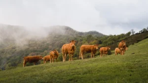 Rebaño de Rubia Gallega pastando en la ganadería FLAGAL, A Coruña