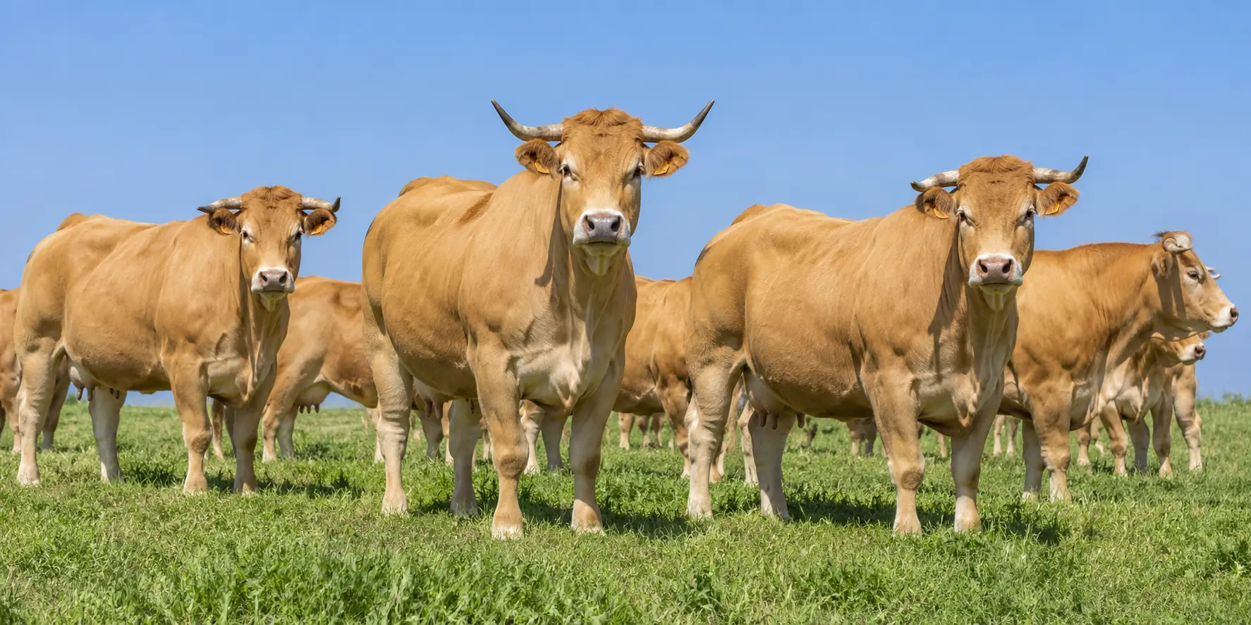 Rebaño de vacas Rubia Gallega en el prado: Ternera Gallega Suprema FLAGAL